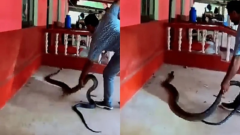 فيديو مرعب لصائد ثعابين يصطاد كوبرا ملك