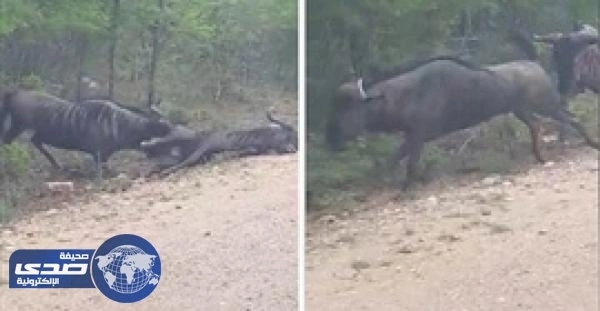 بالفيديو.. حيوان أفريقي يتظاهر بالموت ليتجنب هجوم حيوان آخر