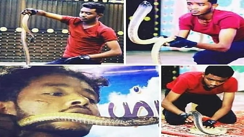 كوبرا تنهي حياة مدربها أثناء عرض أمام الجمهور بعسير