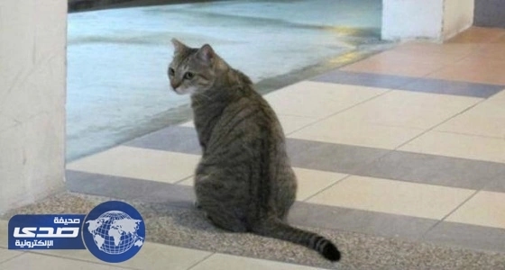 بالفيديو.. ماكينة صراف آلي بجدة تخرج «قطة» بدل الأموال