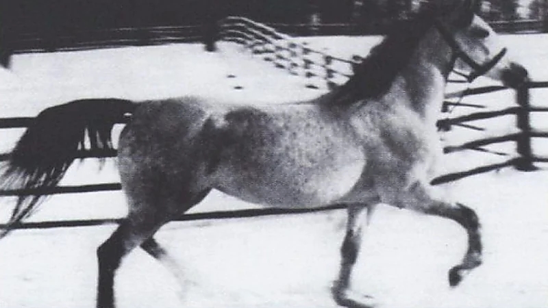 صورة تاريخية لـ «طرفة» إحدى خيول الملك عبدالعزيز أهداها لملك بريطانيا