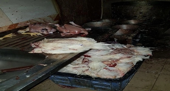 مصادرة 450 دجاجة غير صالحة بمكة المكرمة