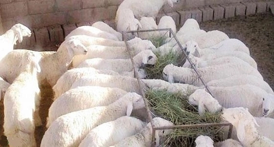 مهلة أسبوعين لإزالة حظائر الأغنام والماشية في ينبع
