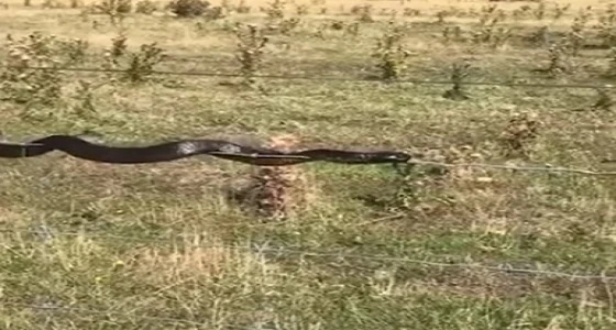 بالفيديو.. ثعبان يقوم بحركات بهلوانية على سلك بطريقة غريبة