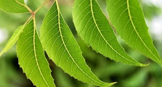 أوراق شجر النيم والكركم تساعد في علاج " الجرب "