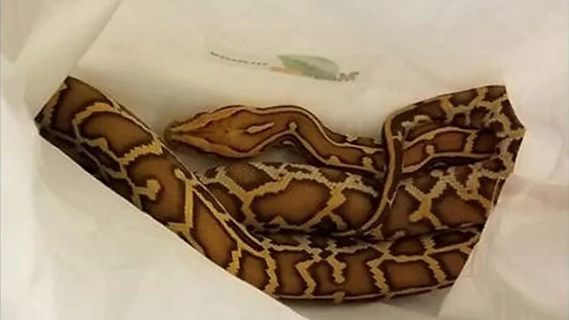 رجل يُهرب 3 ثعابين داخل سرواله