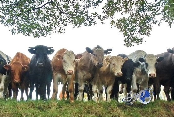 مظاهرة للبقر في فرنسا بسبب أسعار الحليب