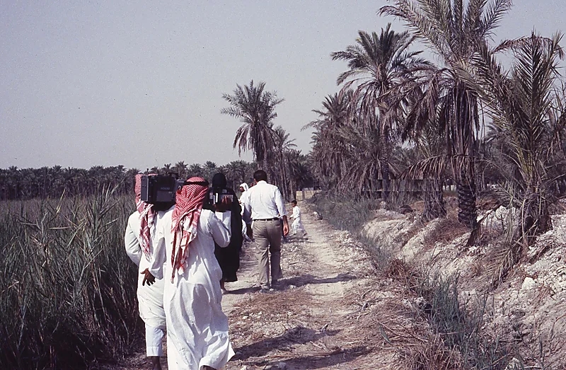 جولة في مزارع القطيف قبل 40 عام