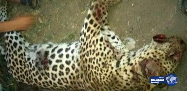 نمر يلتهم طفلاً بقرية مصرية