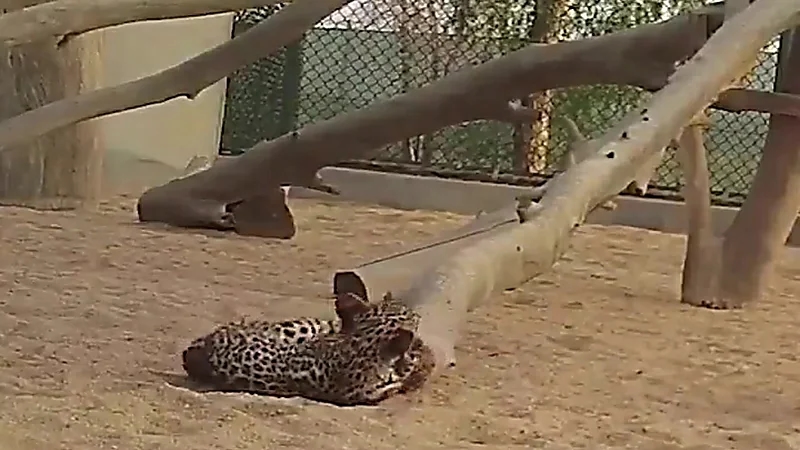 شاهد.. ولادة أنثى جديدة من نوع النمر العربي بالعلا