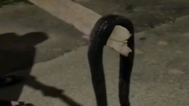 ثعبان ضخم يباغت منزل مواطن  بعرعر "فيديو"