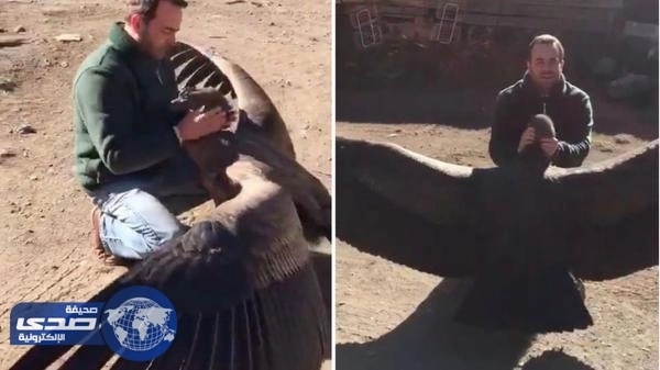 بالفيديو.. صداقة حميمية بين نسر ورجل أنقذه من الموت