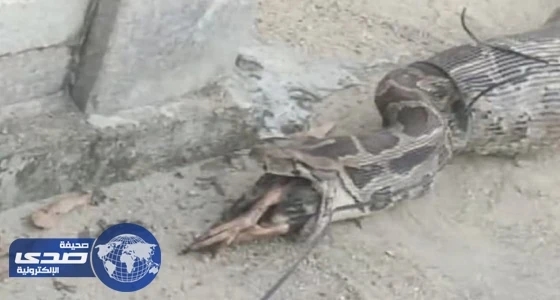 بالفيديو والصور.. السكان يمسكون باللص متلبساً.. ثعبان ضخم يسرق الطيور