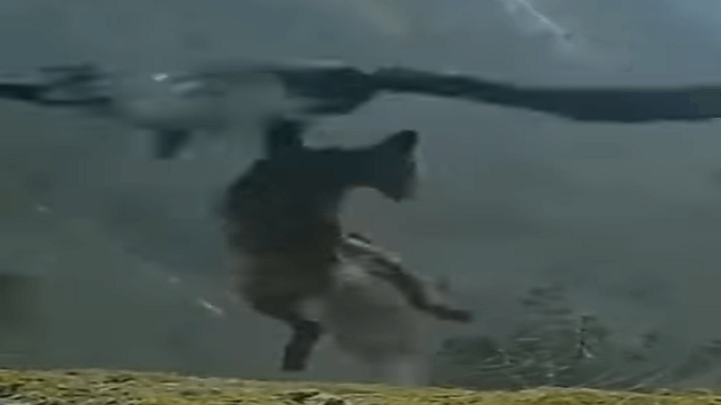 شاهد.. نسر ينتشل ذئبا ضخم ويطير به في أجواء عاصفة