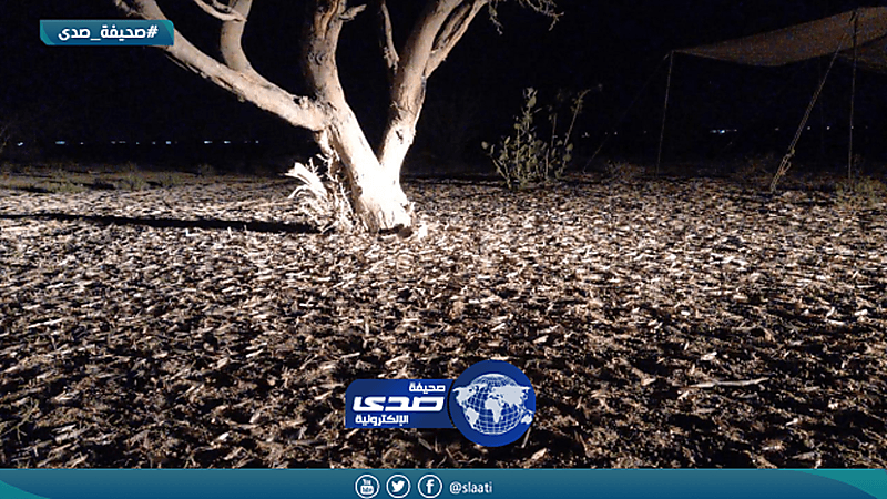 بالفيديو.. سرب من الجراد يغزو جنوب الطائف وفرق المكافحة تقضي عليه