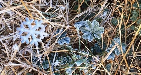 بالفيديو.. تجمد الندى فوق الأشجار بسبب موجة صقيع بـ"تمنية أبها"