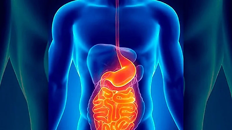 الصحة الخليجي: 90% مـن هرمون السعادة يتكــون فــي الجهــاز الهضمــي مــن خلال البكتيريـــــــــا