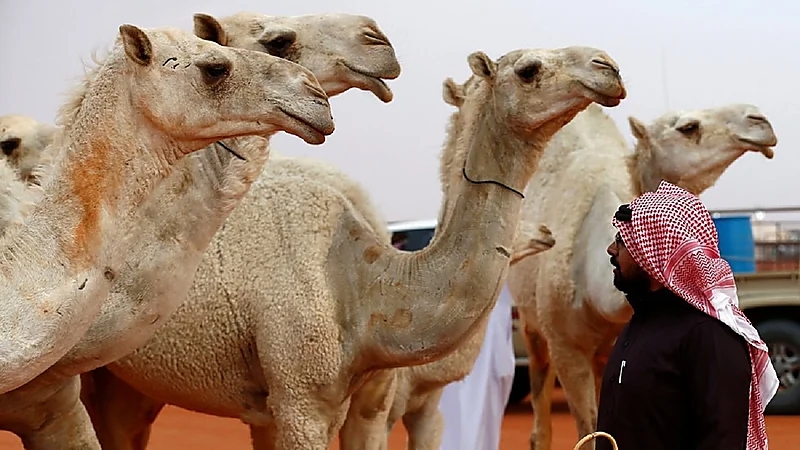 فيديو..متحدث مهرجان الإبل يكشف أسباب ارتفاع الأسعار