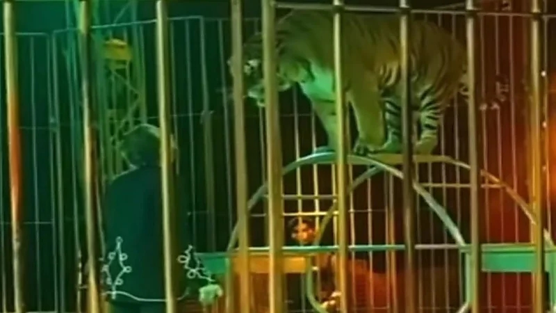 شاهد.. نمر ينقض على مدربه ويصيبه بجروح خطيرة 