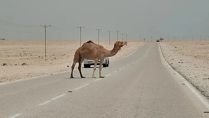 محامي: حوادث الإبل نهارًا مسؤول عنها قائد المركبة
