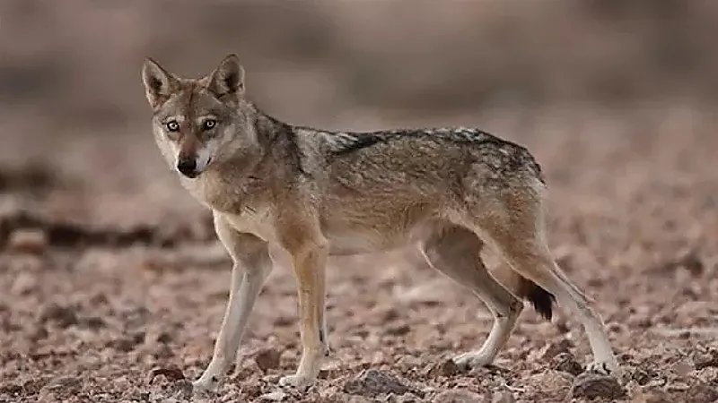 80 ألف ريال غرامة لصائدي الذئب العربي