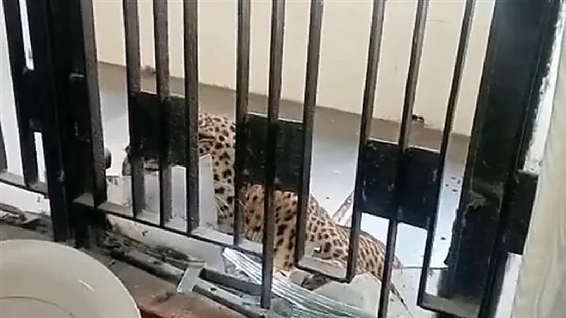 نمر يقتحم محكمة ويفترس عشرات الأشخاص