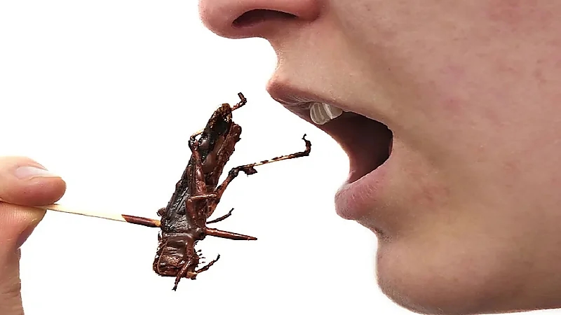 بالفيديو .. استشاري: الجراد يعد مقوي جنسي وبه بروتين