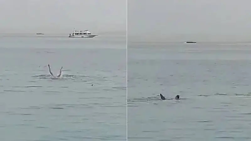 تصريحات نقيب صيادين بشأن قرش الغردقة تثير السخرية عبر مواقع التواصل