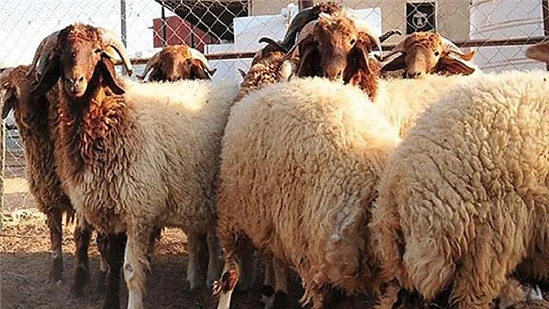 البلدية: الجمعة المقبلة آخر موعد لطلبات تصريح ذبح الأضاحي