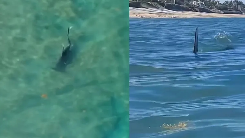 سمكة قرش تسبح بجانب أشخاص وأحدهم يصور برعب .. فيديو