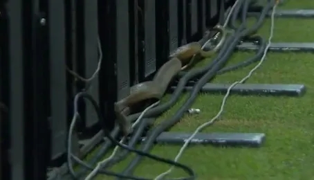 ثعبان يقتحم ملعب مباراة في بنجلاديش .. فيديو