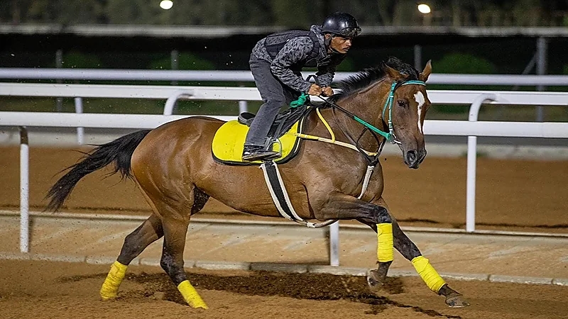 برعاية أمير مكة المكرمة..إنطلاق مهرجان كأس الملك فيصل لسباقات الخيل السبت المقبل