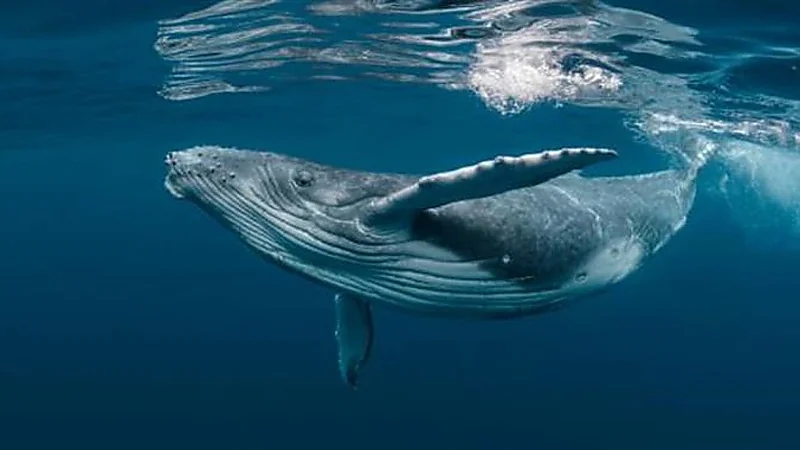 علماء يجرون اتصالًا مع حوت أحدب لمدة 20 دقيقة