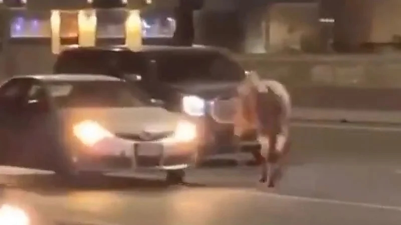 ثور هائج يُعطل الحركة المرورية بالطائف‬⁩ .. فيديو