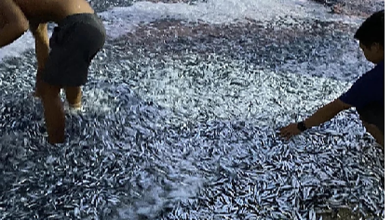 البحر يلقي ملايين أسماك السردين على شاطئ فلبيني .. صور