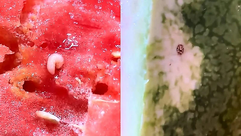 رجل يحذر: البطيخ ها اليومين منتشر فيه الدود .. فيديو