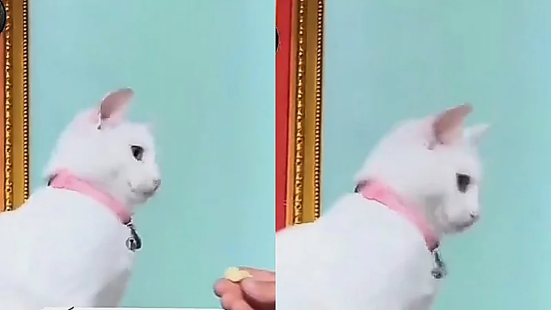 قطة ترفض الأشياء بطريقة طريفة بعدما عاشت مع عائلة هندية .. فيديو