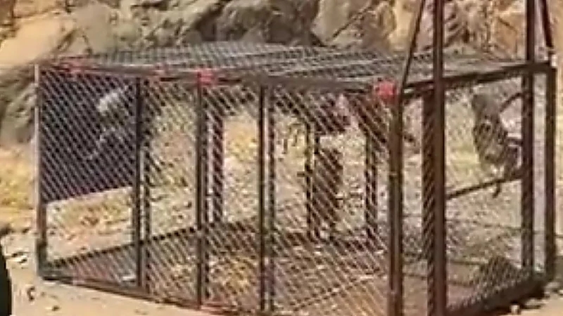 مقطع يوثق عملية اصطياد قرود البابون ..فيديو