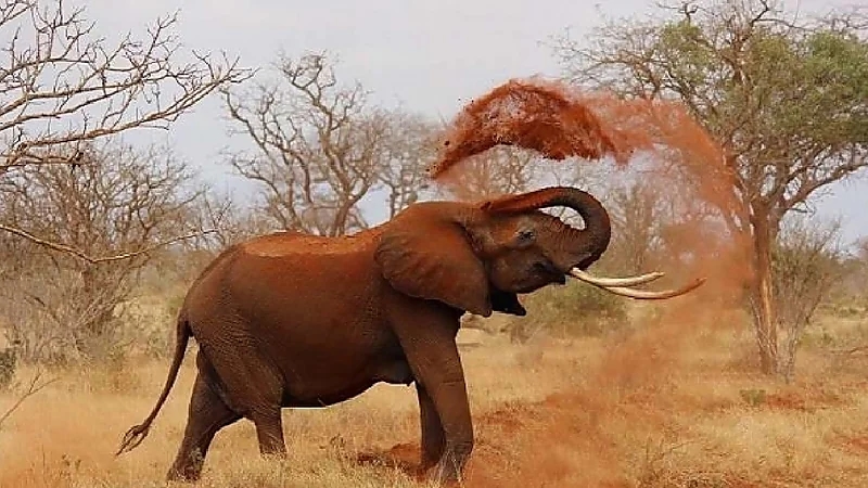 فيل يقتل سائح حاول التصوير معه