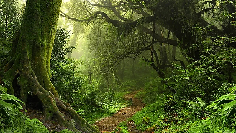 اكتشاف غابة عمرها 53 مليون سنة في القطب الجنوبي