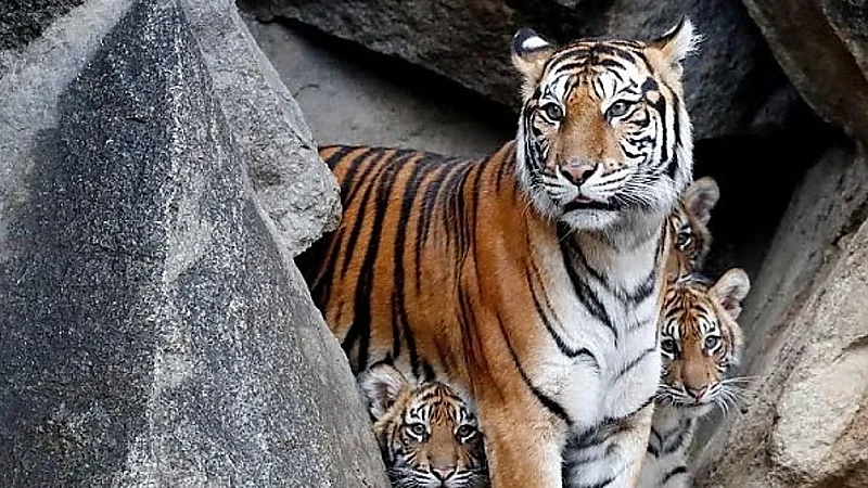 مشهد يحبس الأنفاس لـ نمر ينقض على حارسه في حديقة حيوان .. فيديو