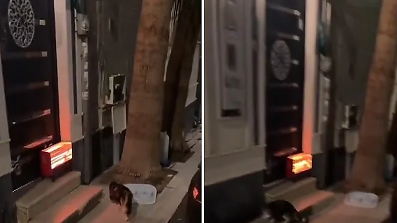 شخص يوثق ردة فعل جيرانه تجاه قطط الشارع ..فيديو