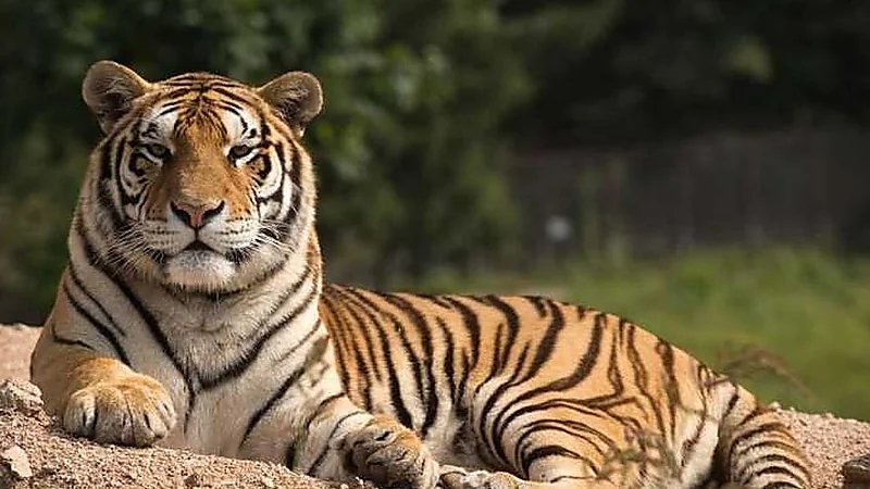 حديقة حيوان صينية تصبغ كلابًا لتشبه النمور وتثير الجدل .. فيديو