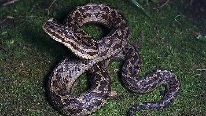 امرأة تقتل زوجها بالخنق مع عشيقها وتحاول التمويه بثعبان سام .. فيديو