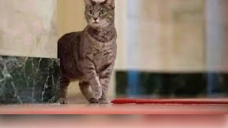 ضجة في البيت الأبيض بسبب قطة