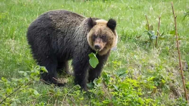 دب يتسبب في إنهاء بطولة نسائية بعد اقتحامه ملعب للغولف