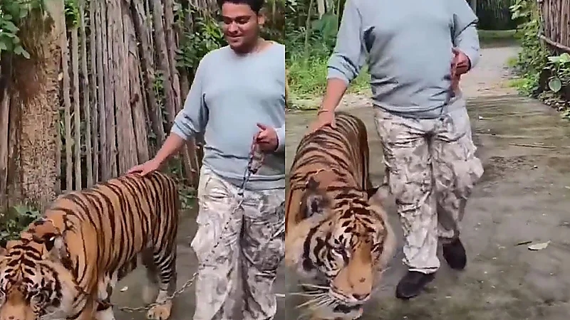 نمر يهاجم سائح حاول التقاط صورة معه .. فيديو