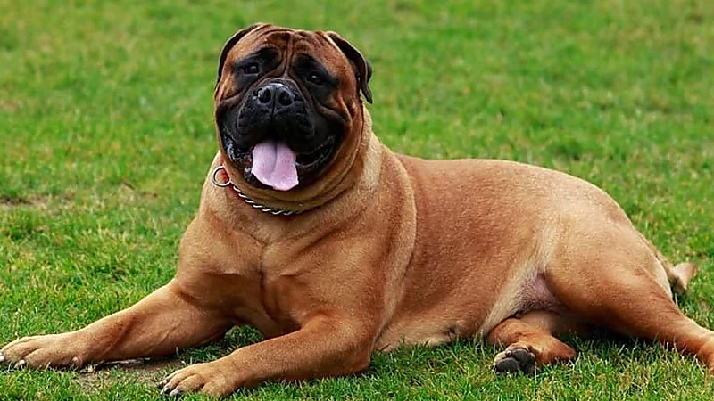 شركة هندية تعين كلب مسؤول السعادة الرئيسي