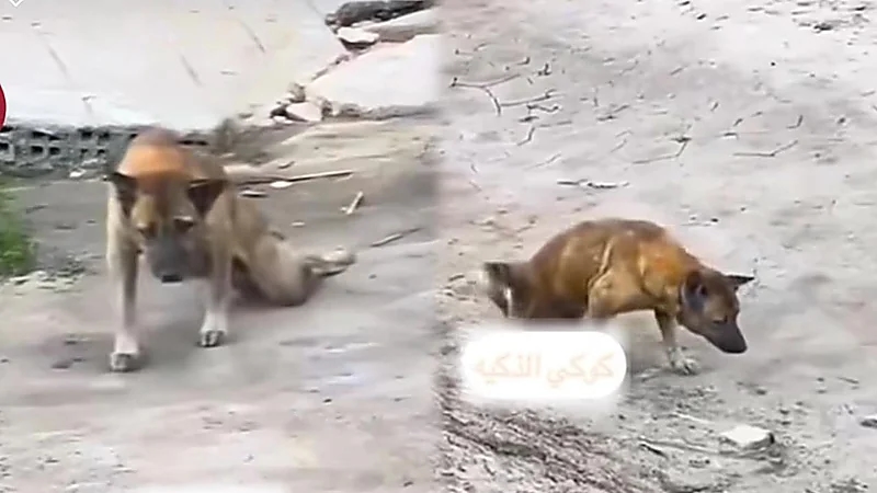 مشهد طريف لكلب يدعي المرض ليكسب تعاطف المارة..فيديو