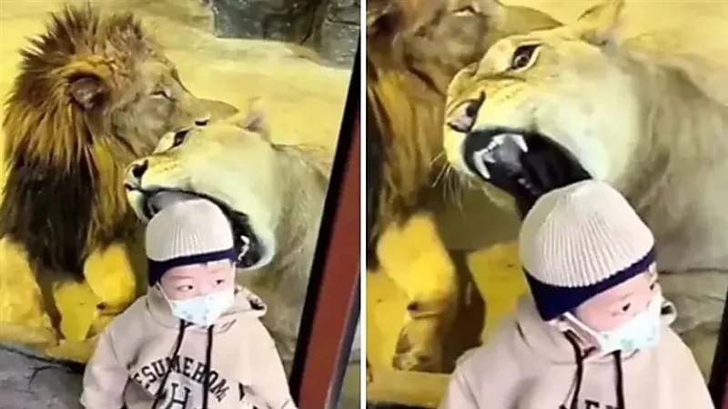 محاولة أسد افتراس طفل أمام أعين والديه